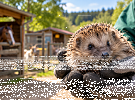 Záchranná stanice Ostrov pomáhá zvířatům v nouzi