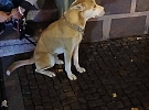 Strážníci poznali celostátně hledaného muže